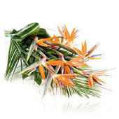 Strelitzia - Rajska ptica