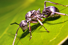 Mravinjanje