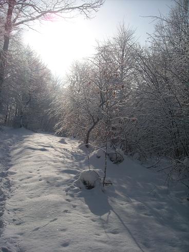 Šumsko snježno ruho