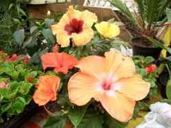Hibiskus