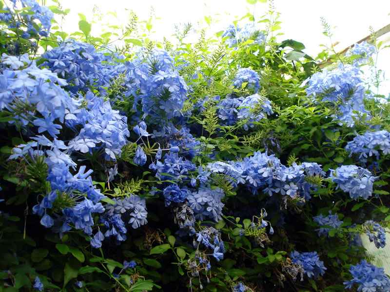 Plumbago