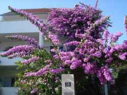 Bougainvillea