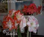 AMARILIS (Hippeastrum )