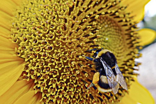 Za nestanak velikog broja pčela krive se novi pesticidi