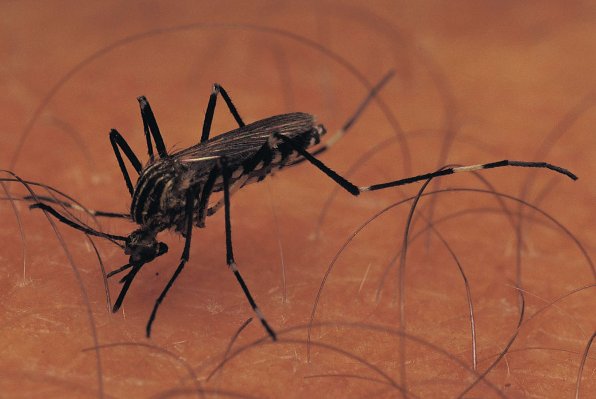 Pokusni programPustili 6.000 genetski modificiranih komaraca