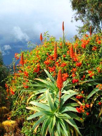 Aloe Vera - omiljena biljka Aleksandra Velikog