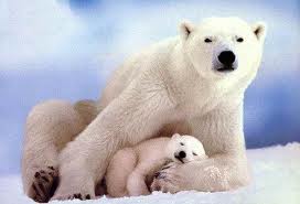 POLAR BEAR LOVE