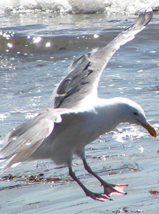 Galebicus vulgaricus domesticus