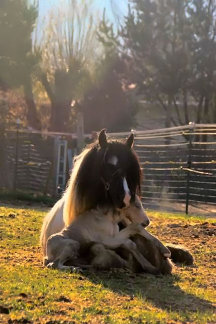  A baby horse on its mom's lap