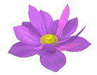 lilaflower