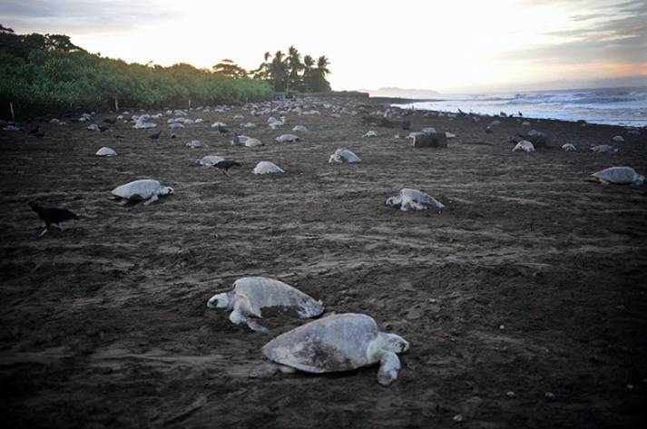 Sea Turtles vs Man