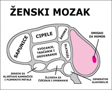 Razlike između ženskog i muškog mozga