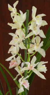 Istarske orhideje - Istrian Orchids - by DragoKarlo