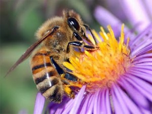 The beauty of pollination - Oda Životu