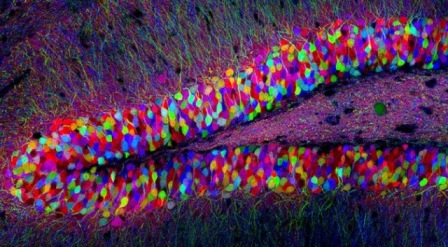 MIT discovers the location of memories: Individual neurons