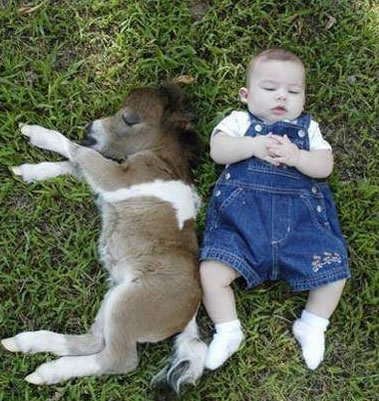 APSOLUTNI DJECOLJUBAC (iliti suživot sa krpeljima)