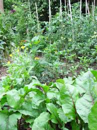 Permaculture Principles at Work