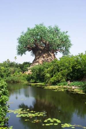 Jedno drvo u Južnoj Africi