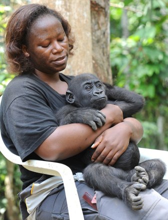 Astonishing pictures of the young gorillas who worked together to dismantle the poachers' trap that killed their friends