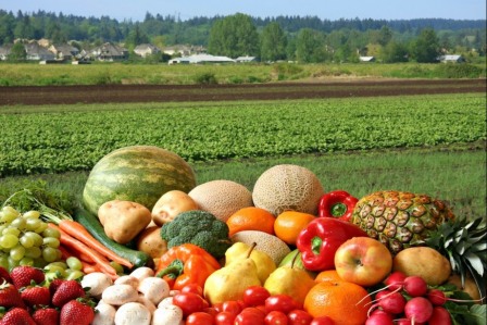 Carstvo prirode iznad asfalta: Organski uzgoj na balkonu