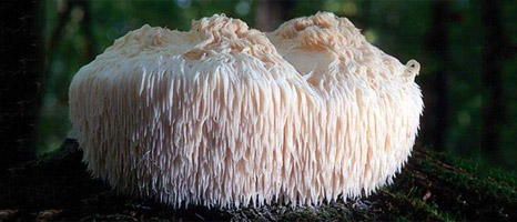 Lavlja gljiva obnavlja živčani sustav