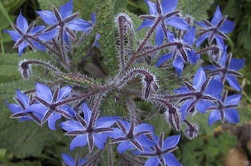 Boražina - biljka izvanredne ljepote i ljekovitosti