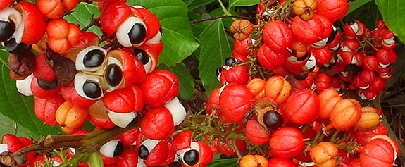 Guarana