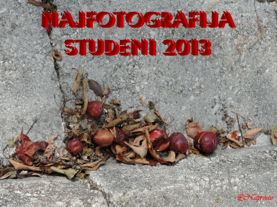 Najfotografija u studenom 2013.g.