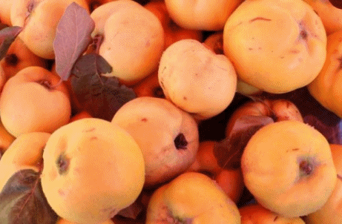 Jesen stiže dunjo moja - blagotvorna voćka u borbi protiv stresa, nesanice i loše probave