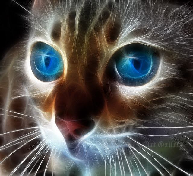 blueeye cat