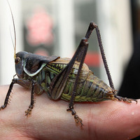Someone Recorded Crickets then Slowed Down the Track, And It Sounds Like Humans Singing - See more at: http://truthseekerdaily.com/2013/11/someone-rec