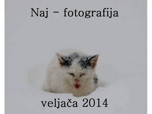 Naj - fotografija u veljači 2014