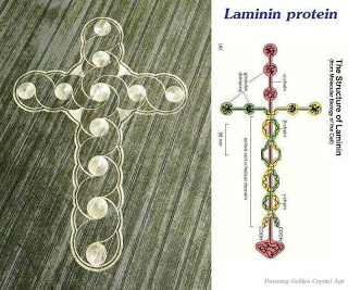 LAMININ-križ u nama