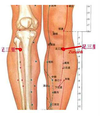 Zu San Li - Točka dugovječnosti, ili točka od stotinu bolesti na vašem tijelu