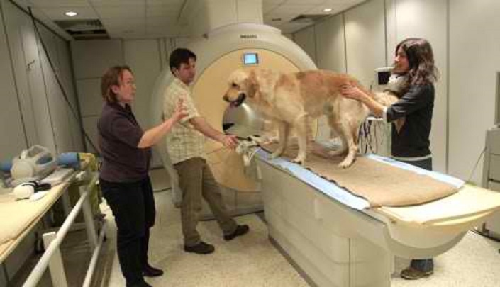 znanstveni dokaz: ljudi i psi imaju sličan mozak