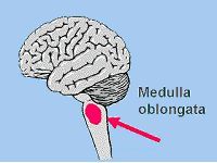 Medulla oblongata Drvo Života