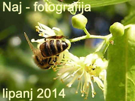 Naj - fotografija u lipnju 2014