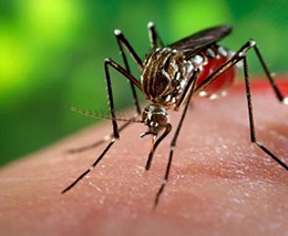 Riješite se komaraca na prirodan način!