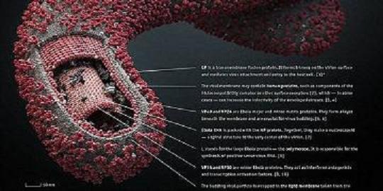 Lijek za ebolu - Postoje prirodni tretmani, no namjerno se ne koriste?