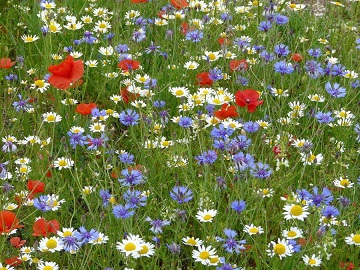 PORUKA ZA 03. SRPNJA - Ugodi se, nađi svoju notu