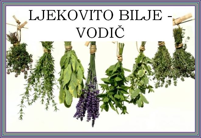 LJEKOVITO BILJE - Kamilica