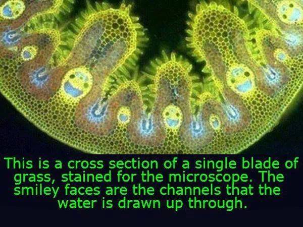 Travčica i božji smajlići