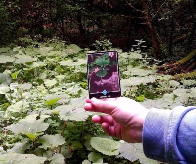 Individualni tečaj Osho Zen Tarota putem videoveze