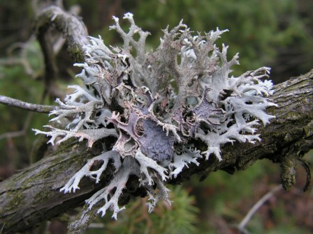  PRIRODNA MEDICINA - ISLANDSKI LIŠAJ