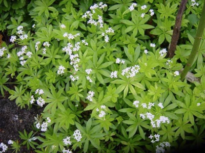bedstraw i hipertenzija pranayama hipertenzija