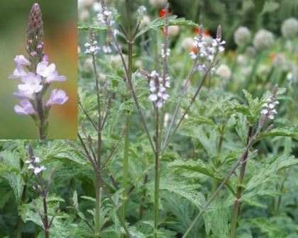 verbena hipertenzija