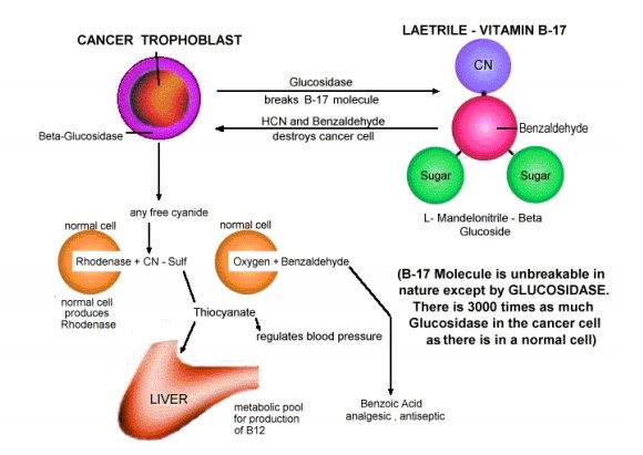 Svijet bez raka: Vitamin B17