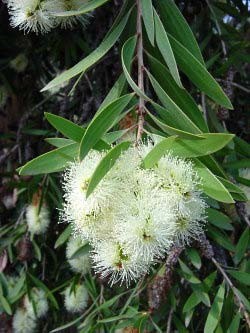 Niauli kemotip cineol (Melaleuca quinquenervia)