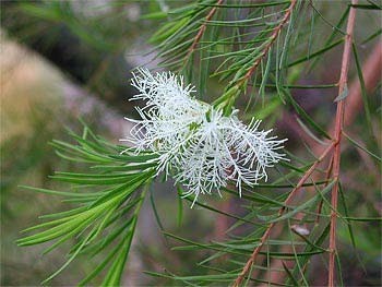 Čajevac (Melaleuca alternifolia)