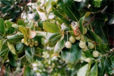 Mandravasarotra (saro, Cinnamosma fragrans)